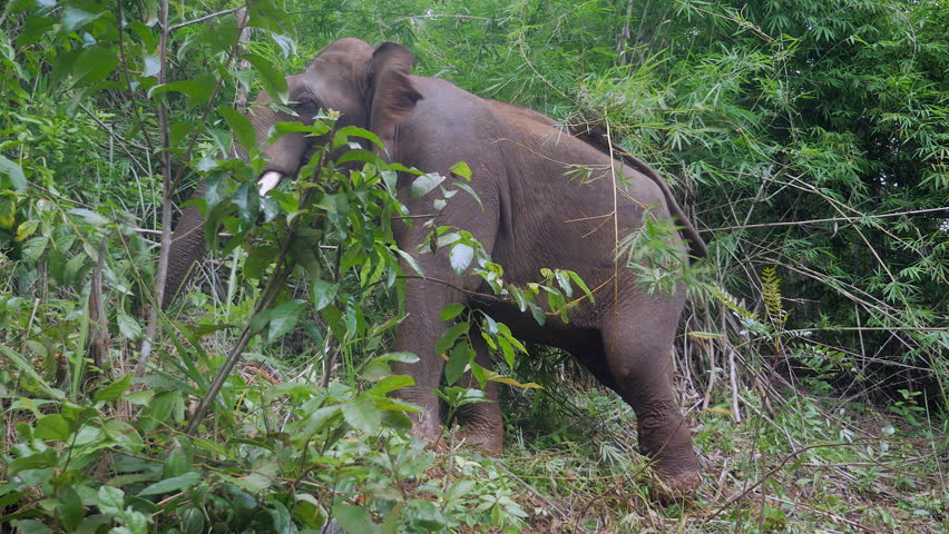 Elephant Eating Bamboo Leaves in Stock Footage Video 100 Royalty free 