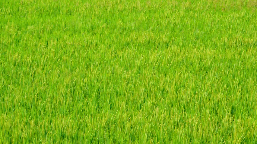 Рис панорама. Делянки пшеницы. Field move. Поле с колосьями. Поле горизонт.