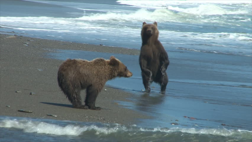 Dancing Bear Video Slowly Video De Stock Totalmente Libre De Regalas