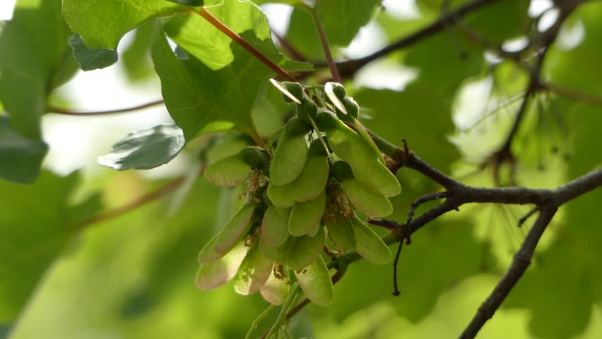 Header of Sapindaceae