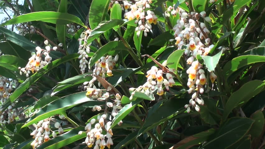 Header of Alpinia Zerumbet