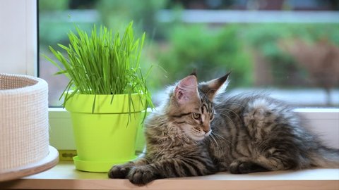 Cute Kittens Eats Fresh Green Stock Footage Video 100 Royalty