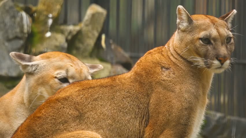 male puma