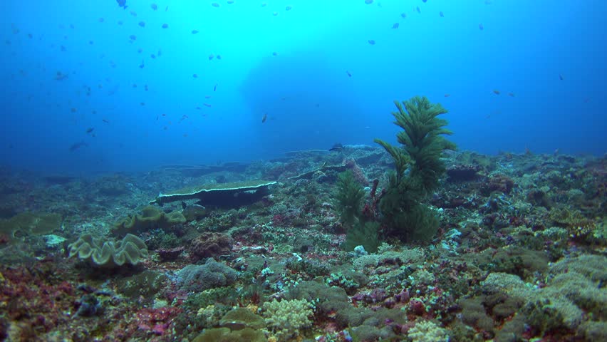 Header of hydrozoan