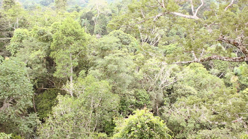 Header of ceibo