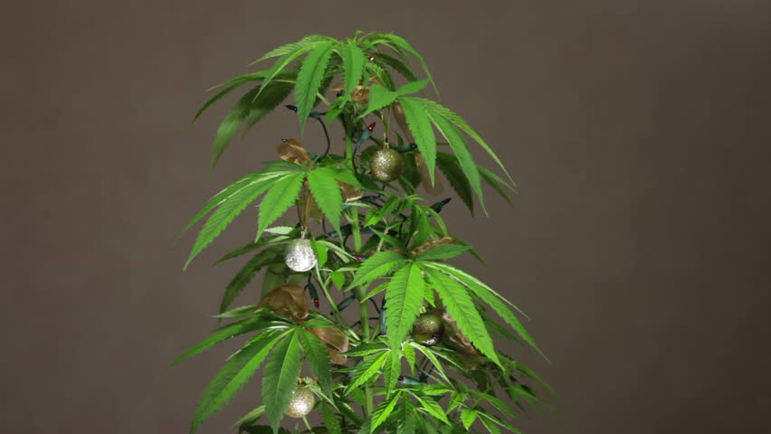 Marijuana Christmas Tree Decorated Cannabis Plant With Lights. Stock