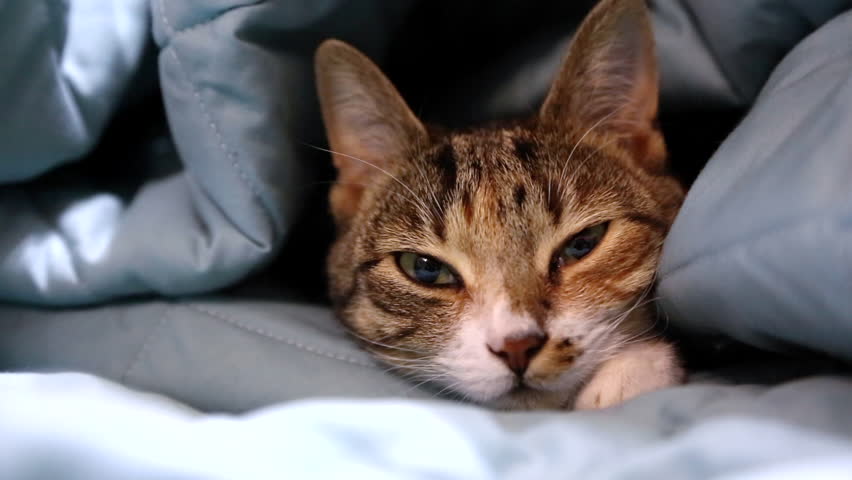 Header of Cat
