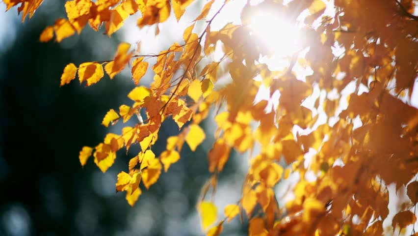 Shining Through Leaves Stock Footage Video | Shutterstock