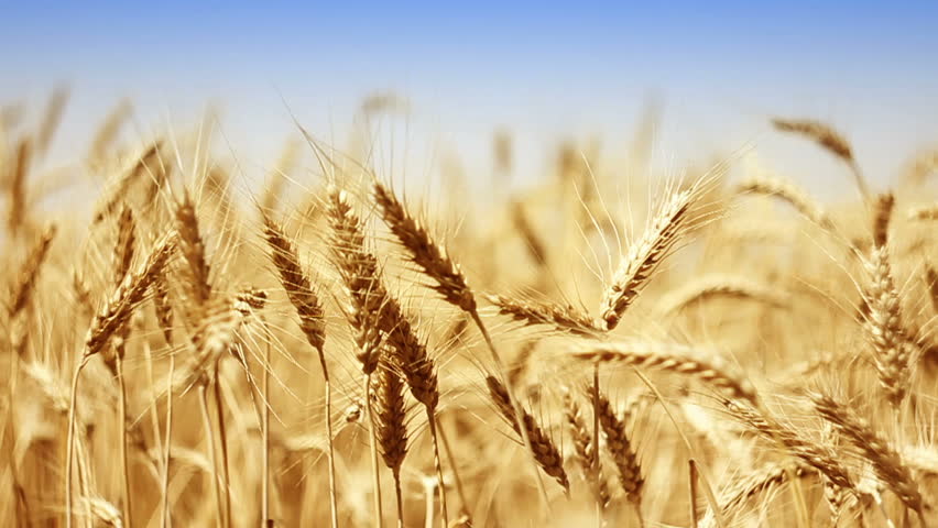 Golden Wheat Ready to Be Stock Footage Video (100% Royalty-free ...