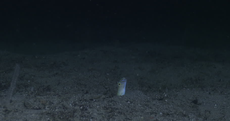 Header of snakeblenny