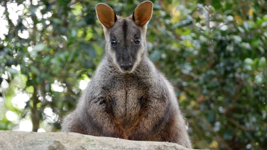 A Forest Wallaby Female, Dendrolagus Bennettianus, Standing On Green ...