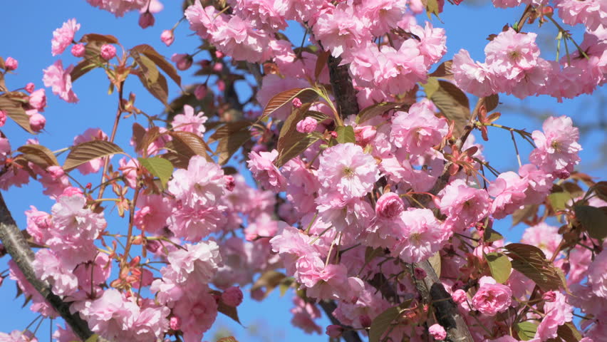 Blue Sky Cherry Blossom Pink Stock Footage Video 100 Royalty