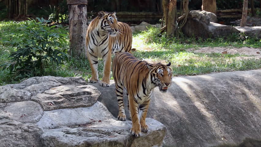 Adult Tiger Drinking Water From The Stream Stock Footage Video 723697 ...