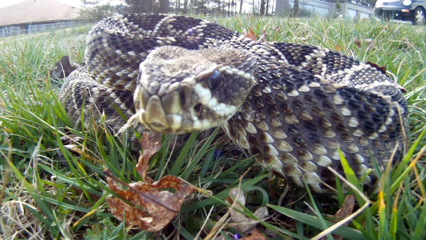 Eastern Diamondback Rattle Snake Eating Hatchling Alligator Stock ...