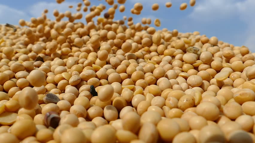 Rolling Soybean, Freshly Harvested Seeds, Stock Footage Video (100% ...