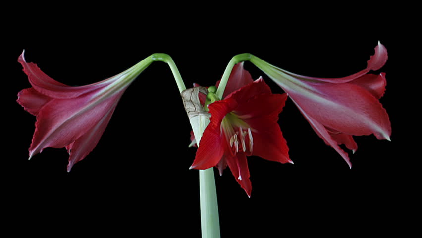 Header of hippeastrum