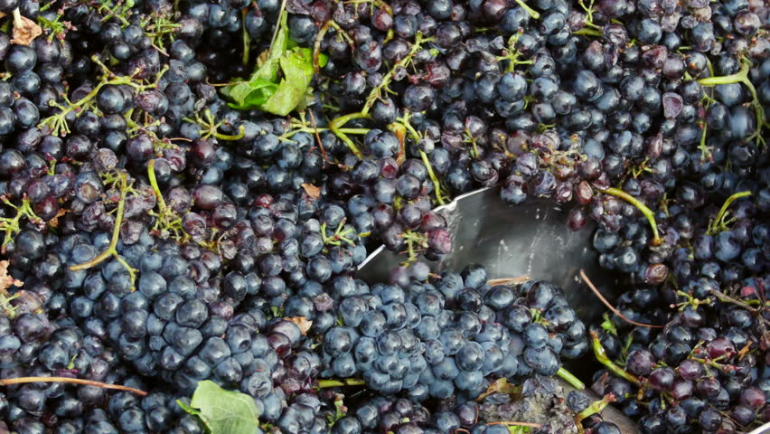 Header of winery