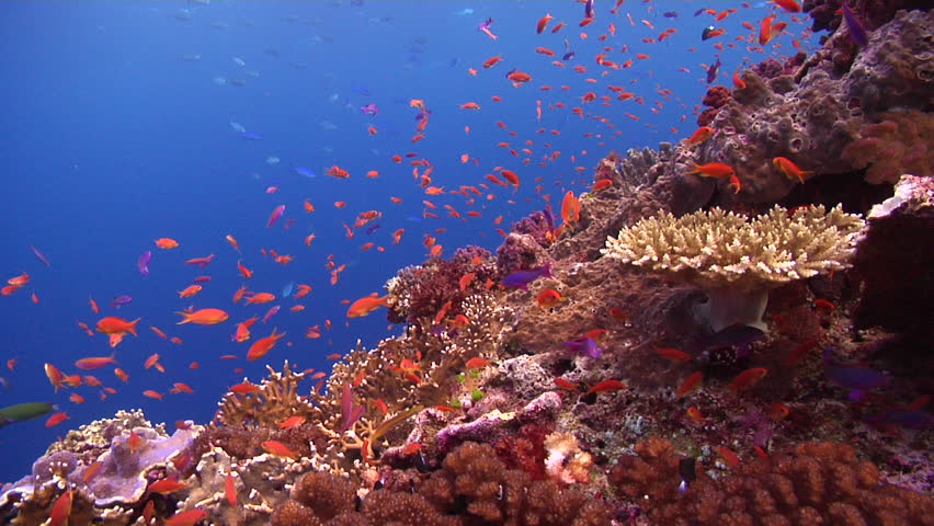 Stock Video Clip of Beautiful underwater scenery current