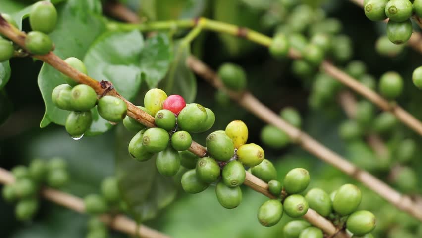 Red Coffee Beans ready for harvest image - Free stock photo - Public ...