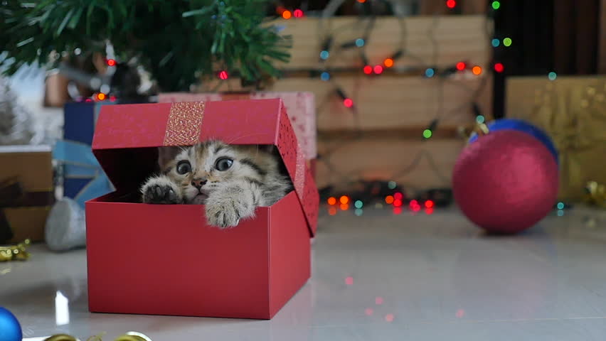 Image result for cats with christmas gift boxes
