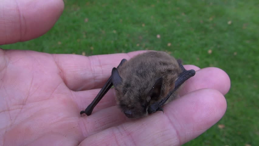 Header of pipistrelle
