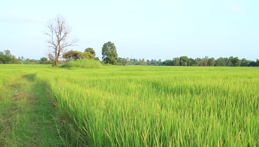 Landscape Of Rice Farm In Thailand : Crane Shot Stock Footage Video ...