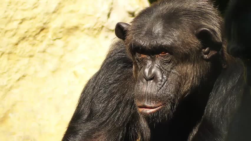 last ape pygmy chimpanzee behavior and ecology