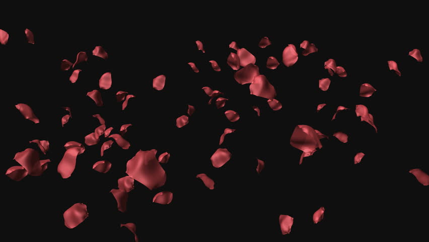 Rose Petals Falling - Once. Slow Motion. Shallow Depth Of Field. Matte ...