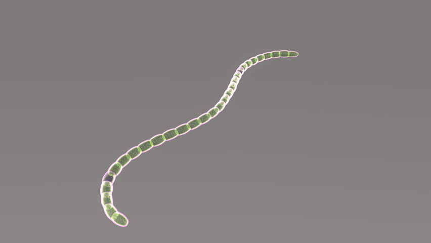 Header of nostoc