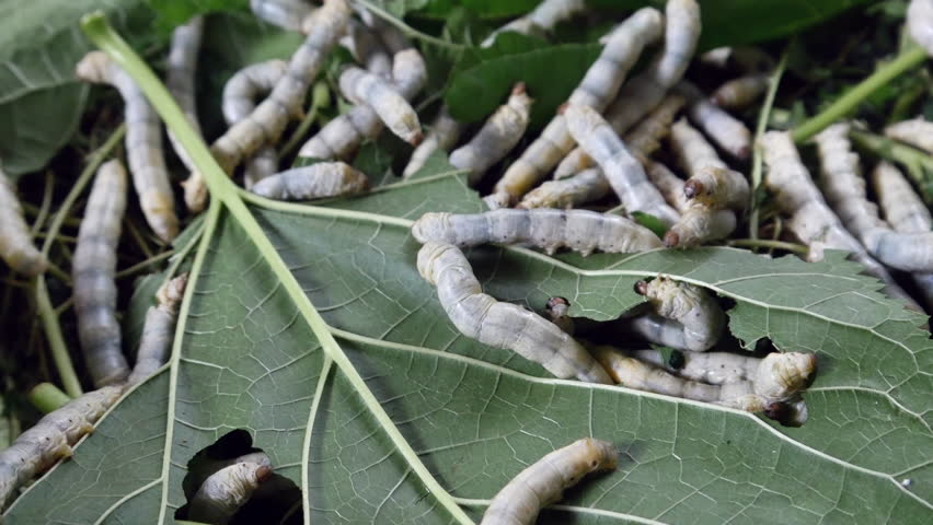 Silk Worm Farm, Breeding Center For Silk Textile Production Stock 