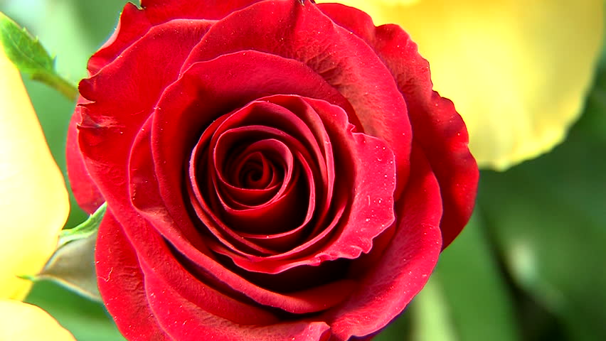 Zoom In To Red Rose Stock Footage Video 100 Royalty Free