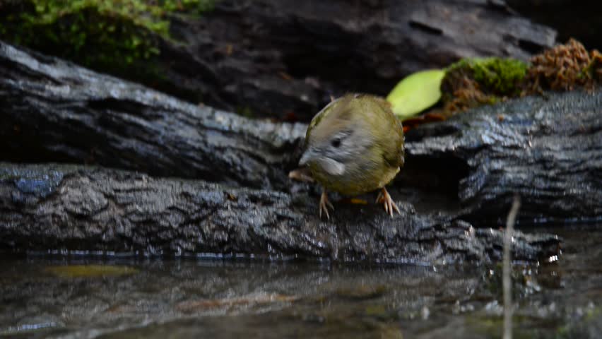 Header of Alophoixus pallidus
