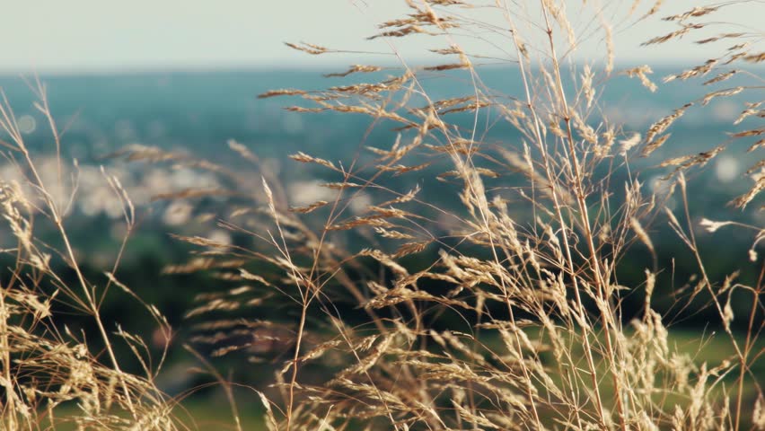 Header of Agrostis hyemalis