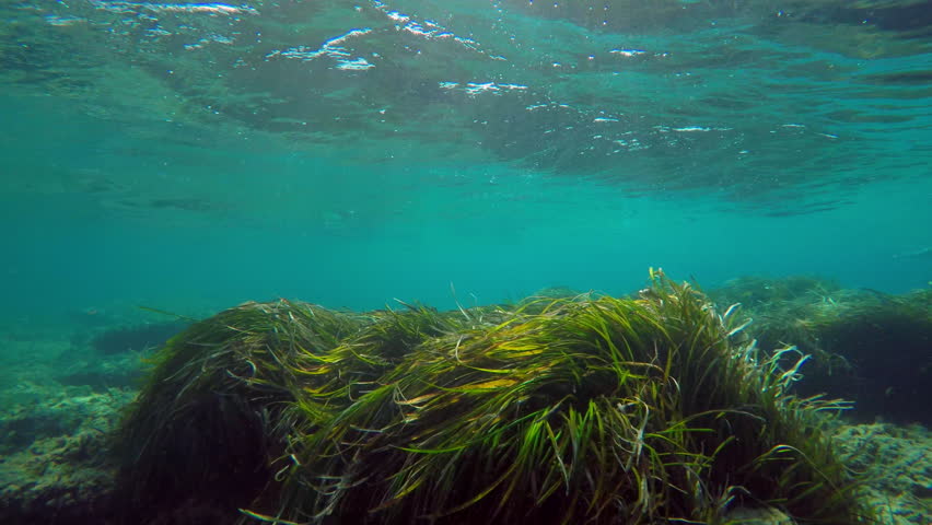 Underwater Sea Grass Covered Sand And Rocky Bottom Stock Footage Video ...