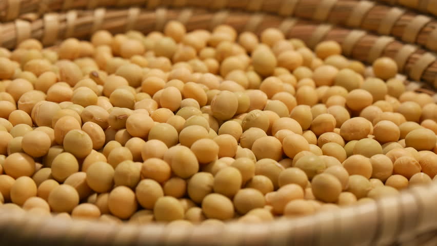 Soya Bean 2 Stock Footage Video 4802756 | Shutterstock