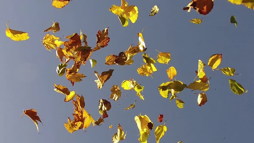 Wind Chimes On Blue Sky Background Stock Footage Video 1765445 Yellow Tree Leaves Falling In Slow Motion Under Blue Skies Hd Stock Video Clip