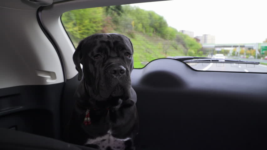 Smart Dog Cane Corso Junior Stock Footage Video 100 Royalty Free 20869198 Shutterstock