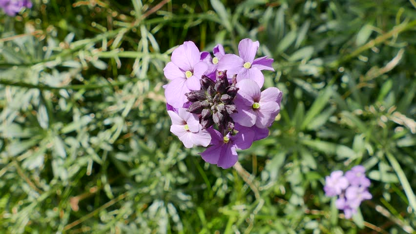 Header of wallflower