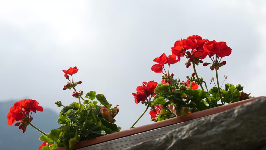 Header of Geranium