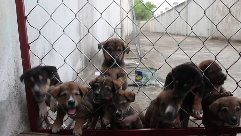 Header of kennel