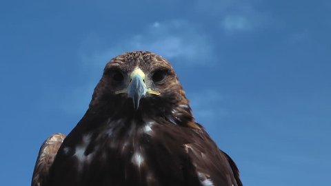 Golden Eagle Aquila Chrysaetos Is Observing A You On A Windy And Sunny Day With Beautiful And Almost Clear Blue Sky In The Mongolian Steppe