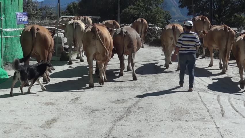 Header of neatherd