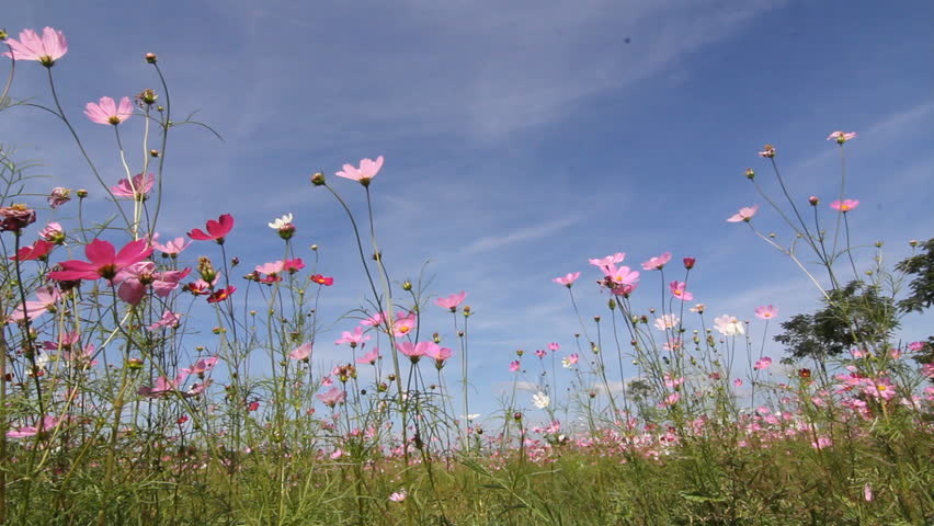 Colorful Cosmos Flowers Swaying In The Heavy Wind Then Dolly Out Stock ...