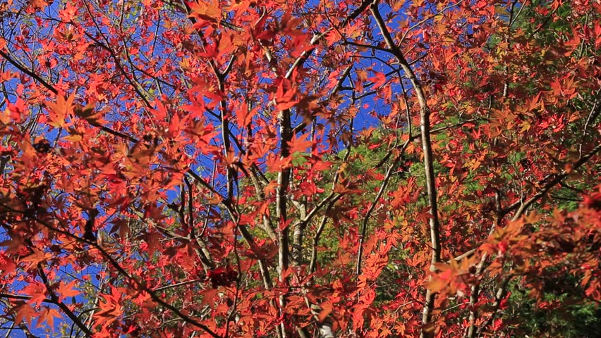 Canadian Sugar Maple Tree Turning Scarlet Red In October Autumn Fall ...