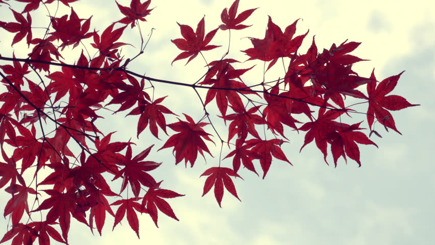 Watch The Red Maple Leaf stream in english with english subtitles ultra ...