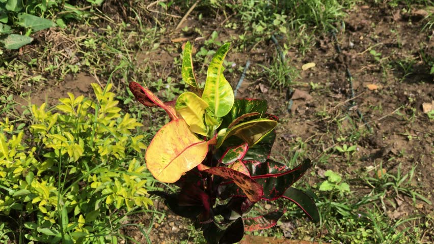 Header of Croton