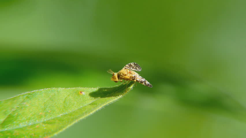 A little fly. Little Fly.