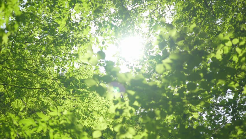 Header of verdure