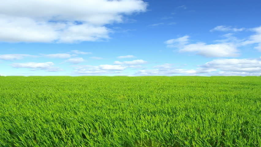 Beautiful Green Grass Clear Blue Sky Summer Landscape High Definition