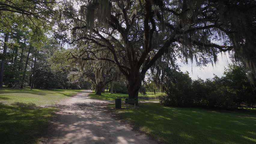 The Giant Oaks Of Brookgreen Stock Footage Video 100 Royalty Free The Giant Oaks Of Brookgreen Gardens Myrtle Beach South Carolina Usa Jul